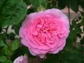 Gertrude Jekyll